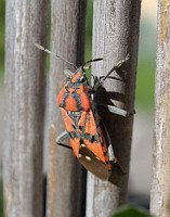 Punaise ecuyere - Lygaeus equestris(gendarme)(ph. Mrugala F., Lyon)(3)